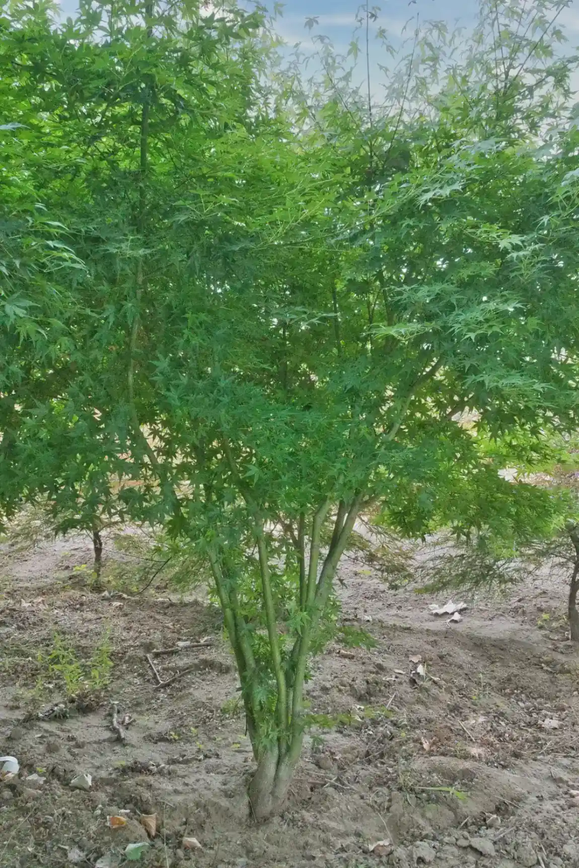 Acer palmatum Berry Broom multitronco