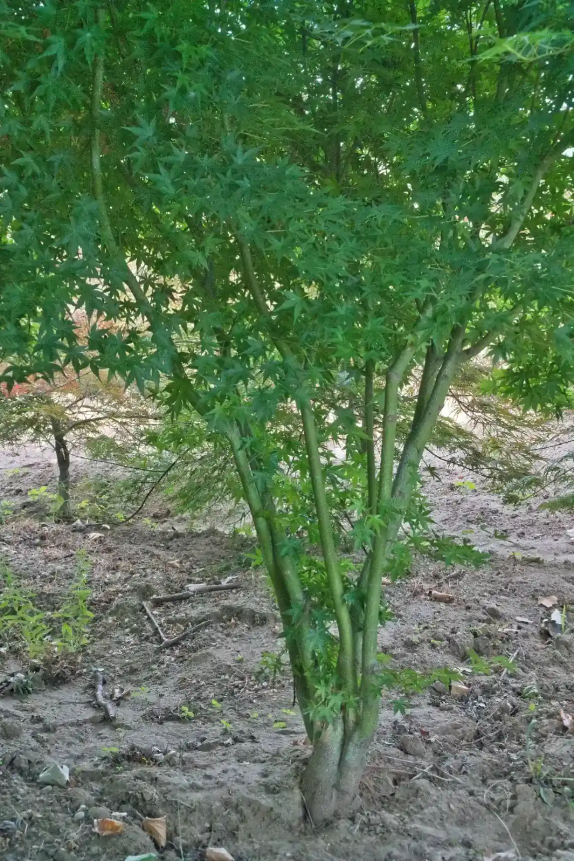 Acer palmatum Berry Broom multitronco, tronco múltiplo bem definido