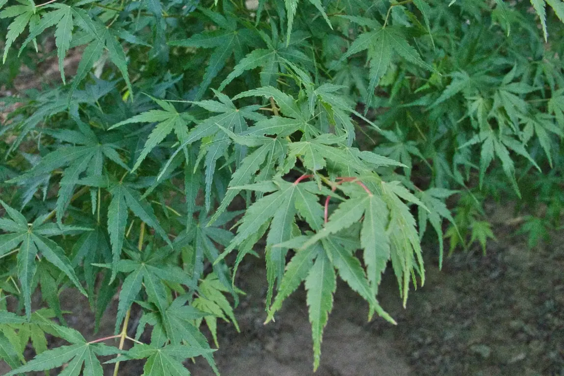 Acer palmatum Berry Broom, detalhe da folhagem