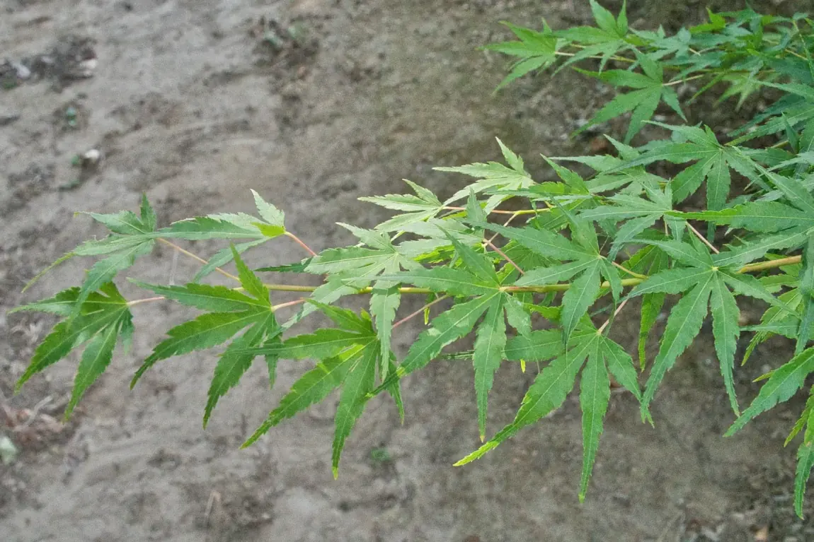 Acer palmatum Berry Broom, folhagem palmada vista de perto