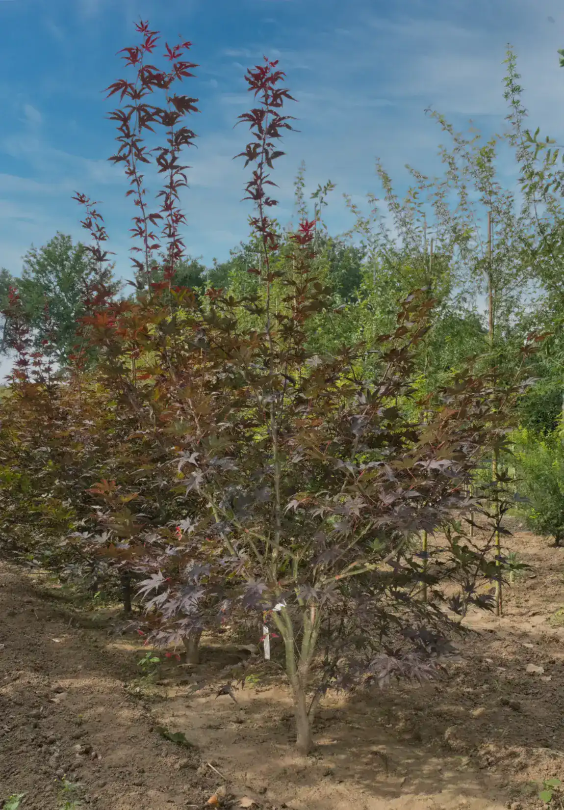 Acer palmatum Bloodgood multitronco