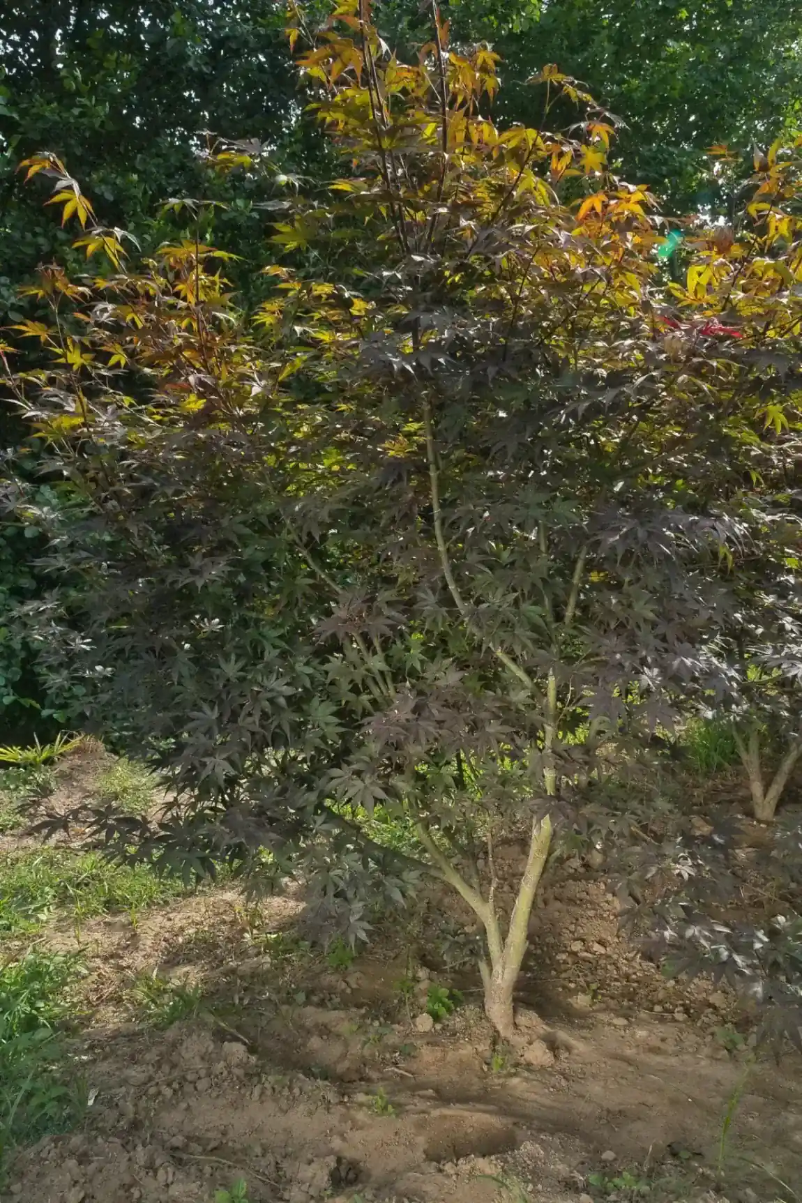 Acer palmatum Bloodgood multitronco, folhagem púrpura densa