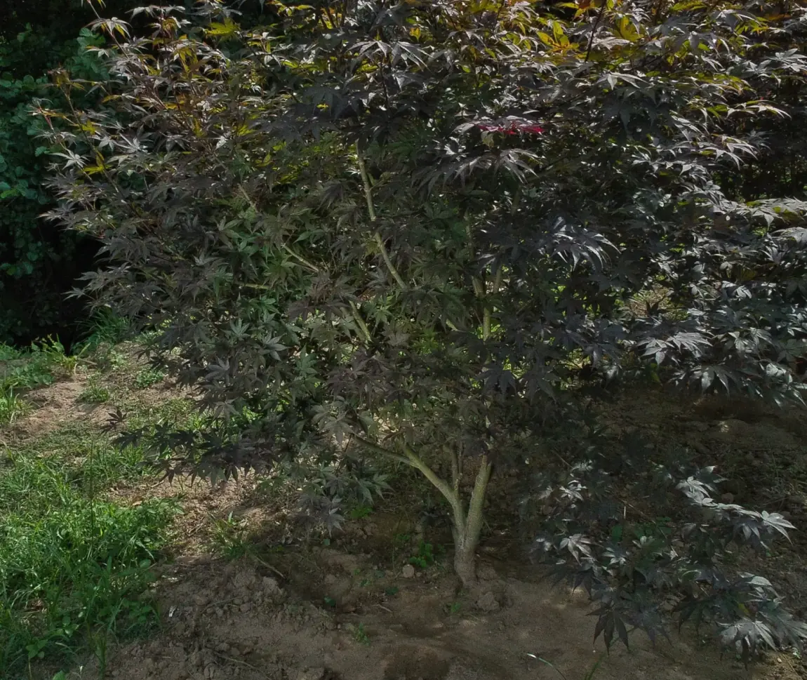 Acer palmatum Bloodgood, exemplar de viveiro em fileira