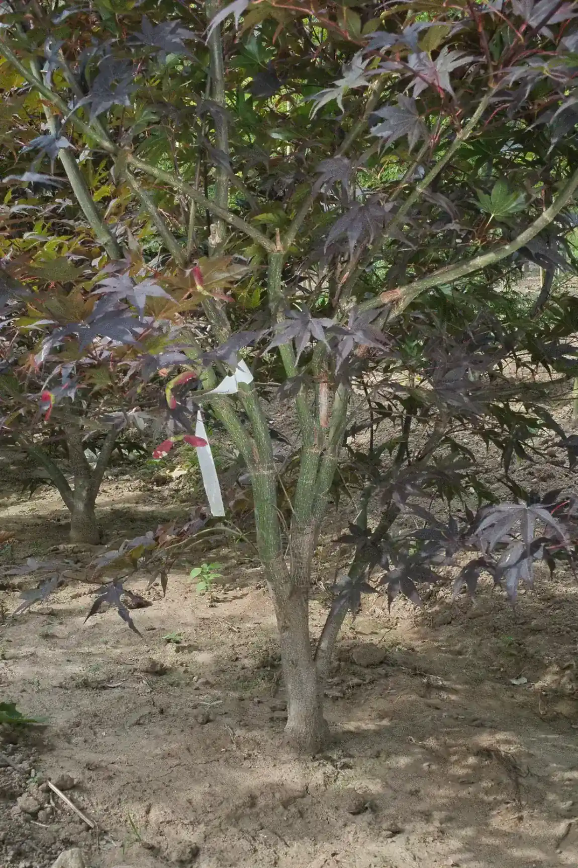 Acer palmatum Bloodgood, tronco e base multitronco