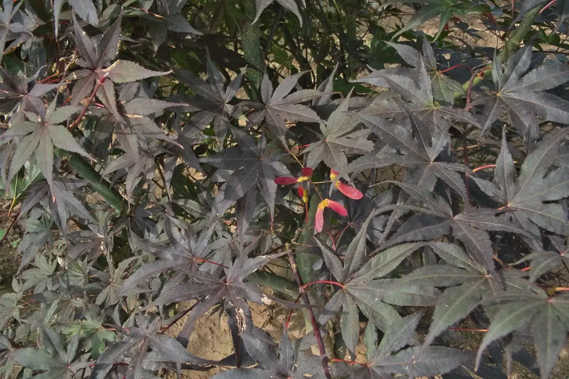 Acer palmatum Bloodgood, folhagem púrpura com sâmaras