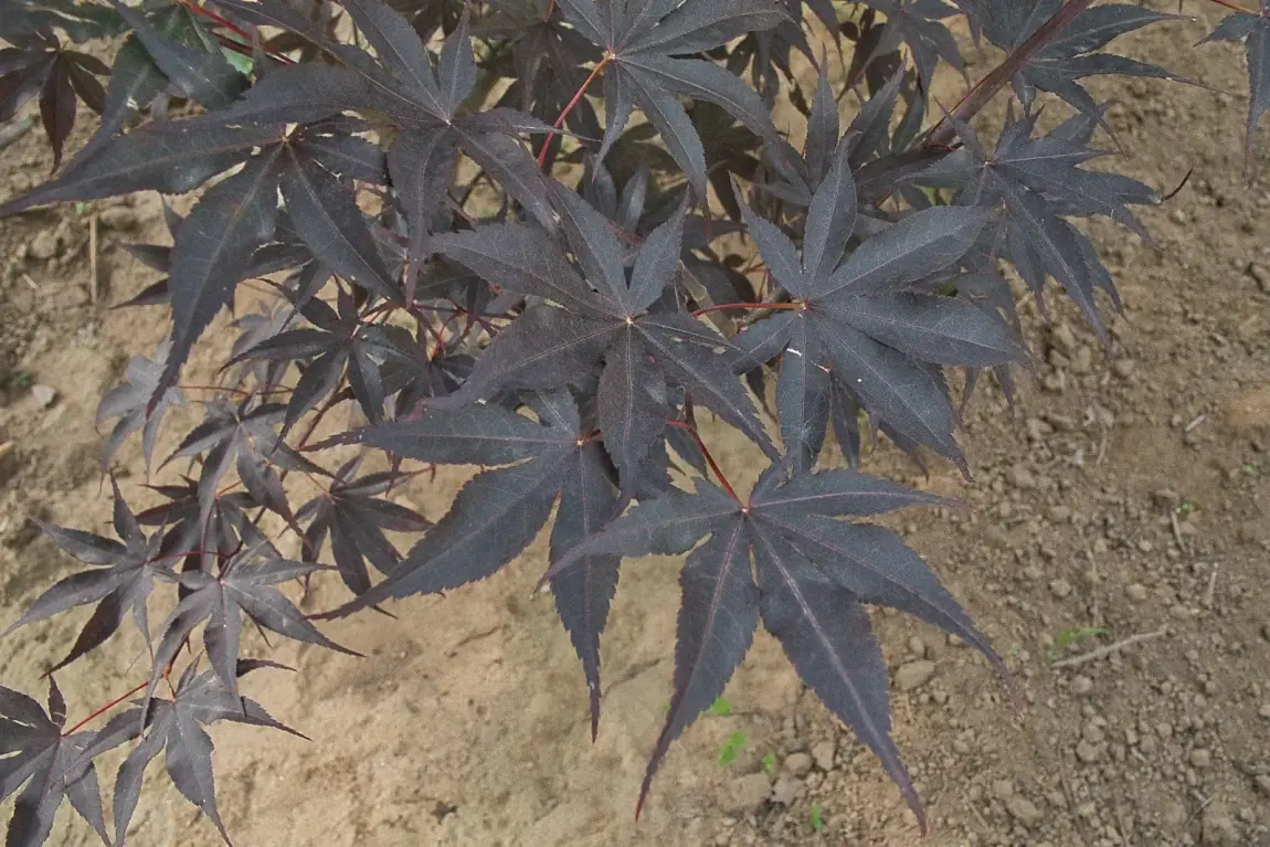 Acer palmatum Bloodgood, detalhe da folhagem vista de cima