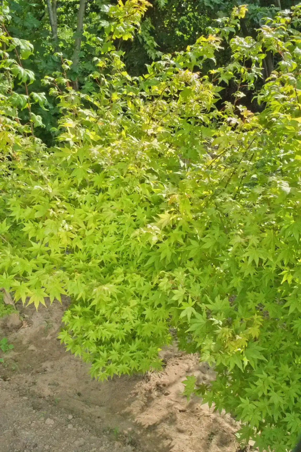 Acer palmatum Osakazuki multitronco