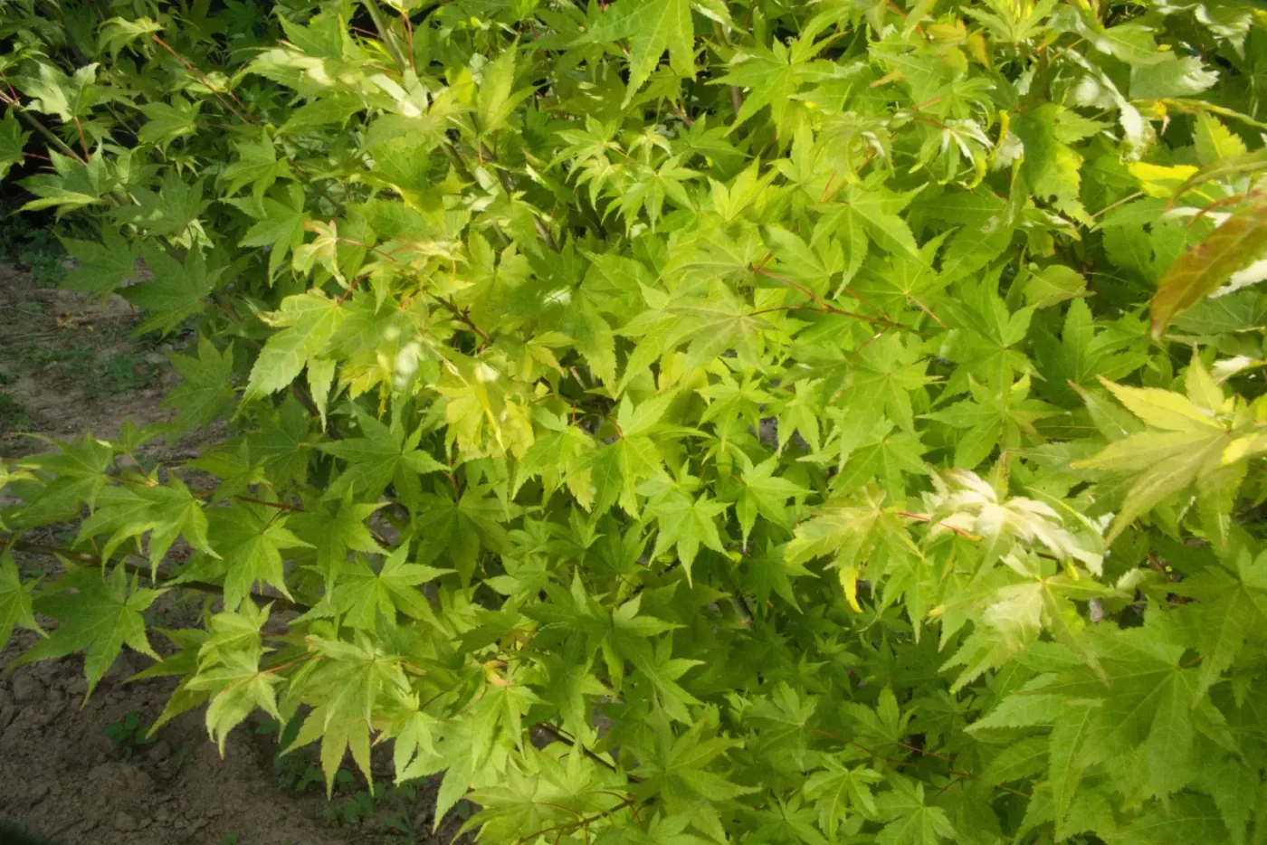 Acer palmatum Osakazuki, folhagem densa vista de perto