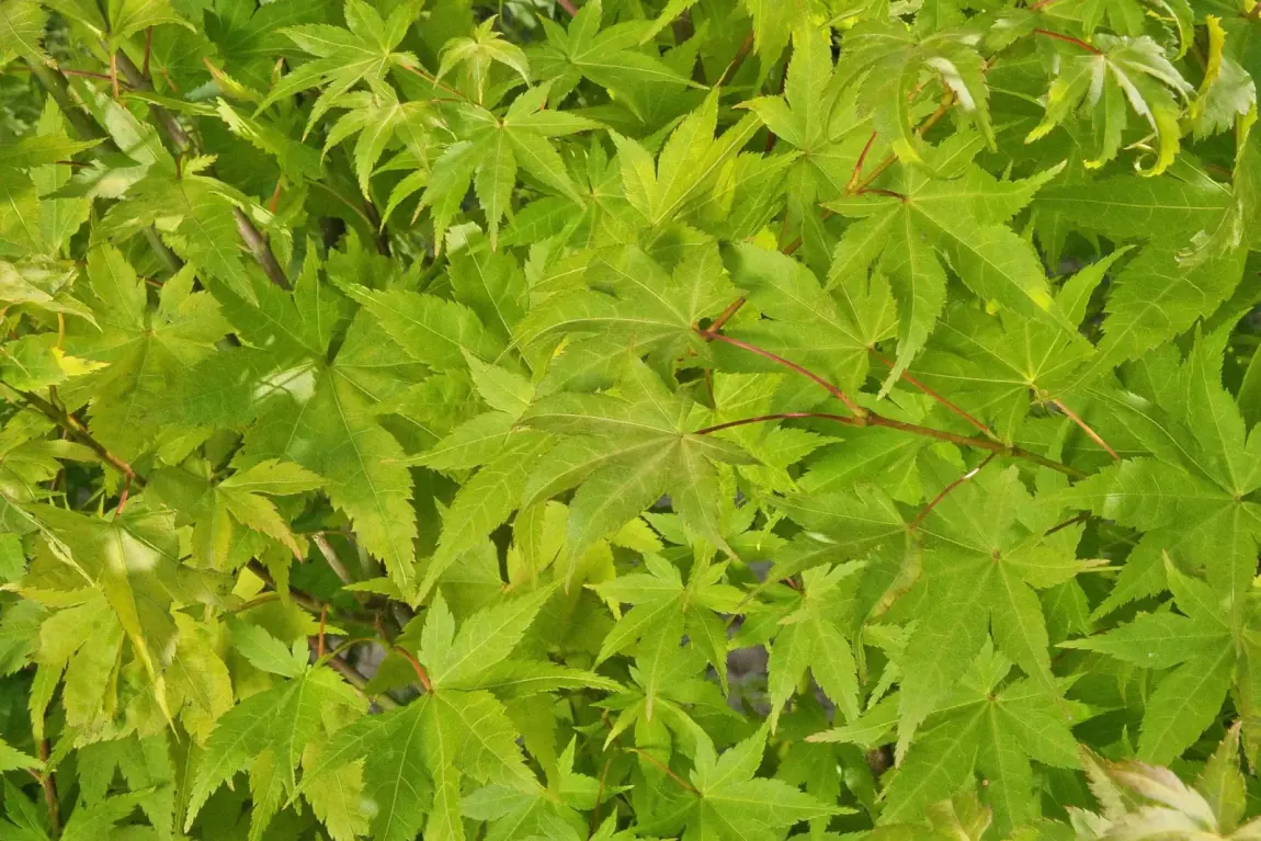 Acer palmatum Osakazuki, detalhe da folhagem palmada