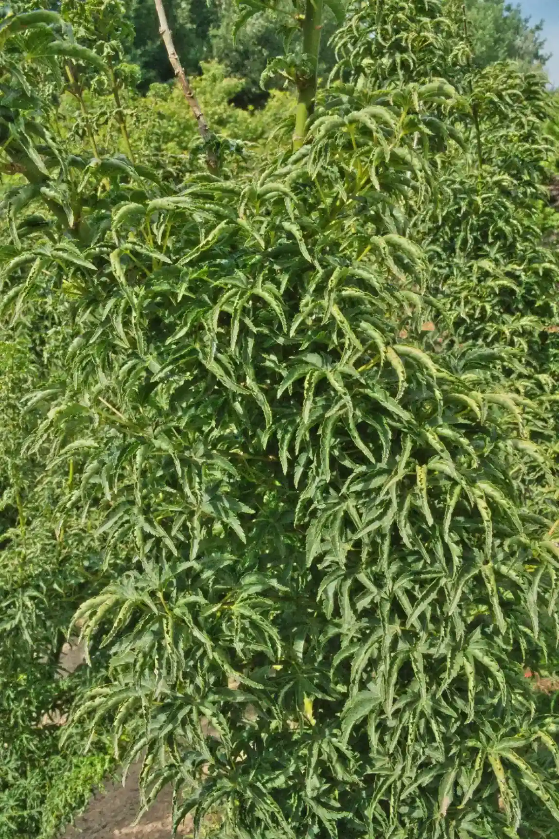 Acer palmatum Shishigashira, textura da copa em pormenor
