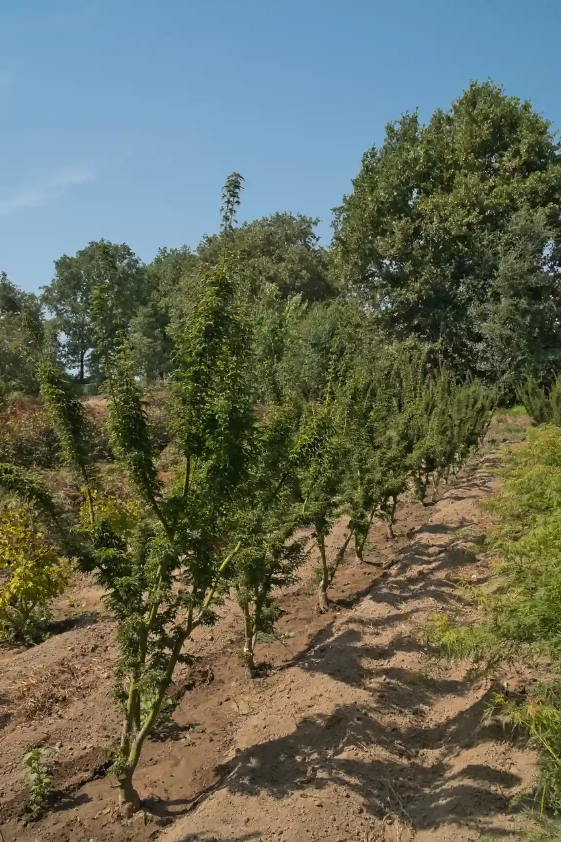 Acer palmatum Shishigashira, fileira de viveiro