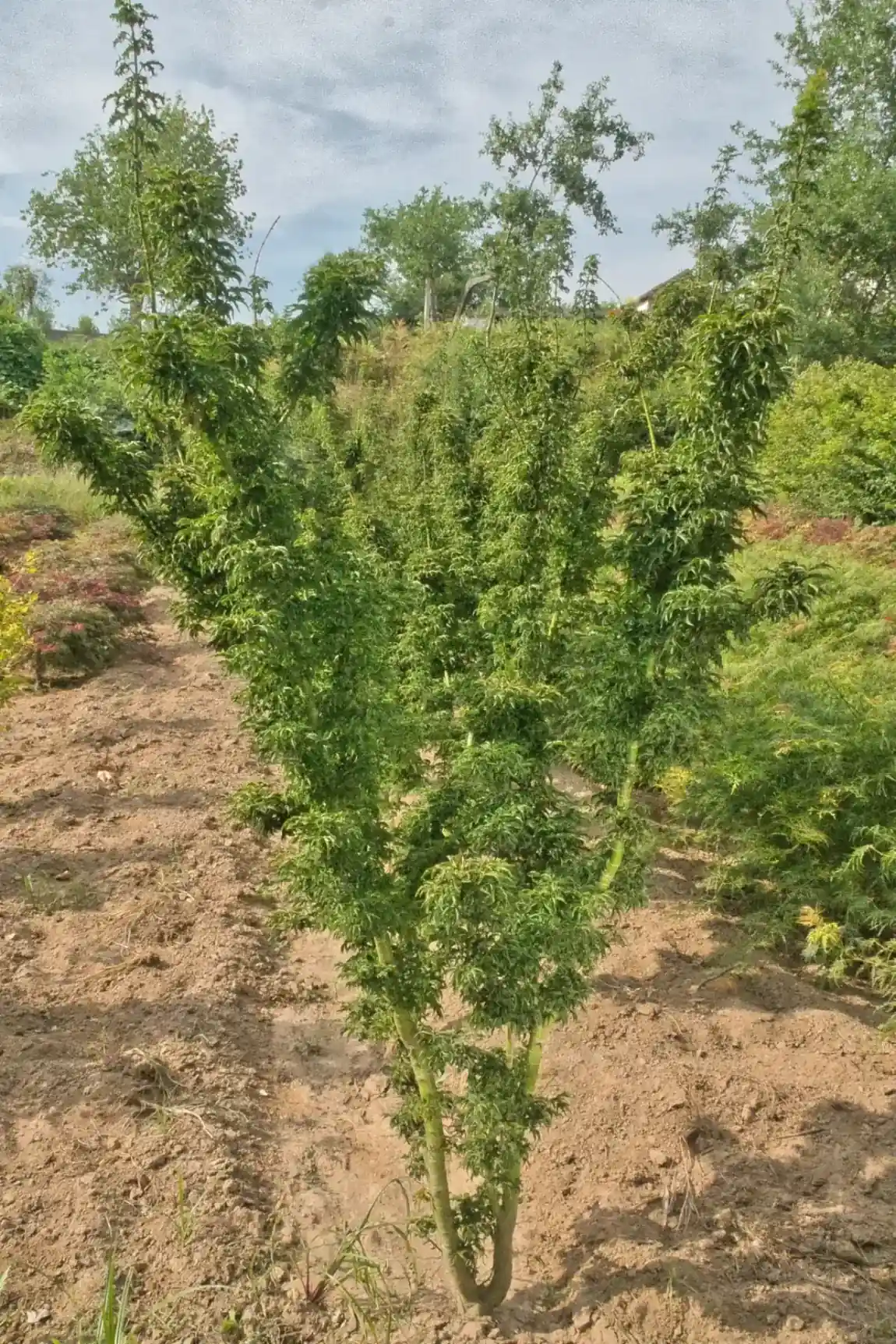 Acer palmatum Shishigashira multitronco, exemplar em viveiro