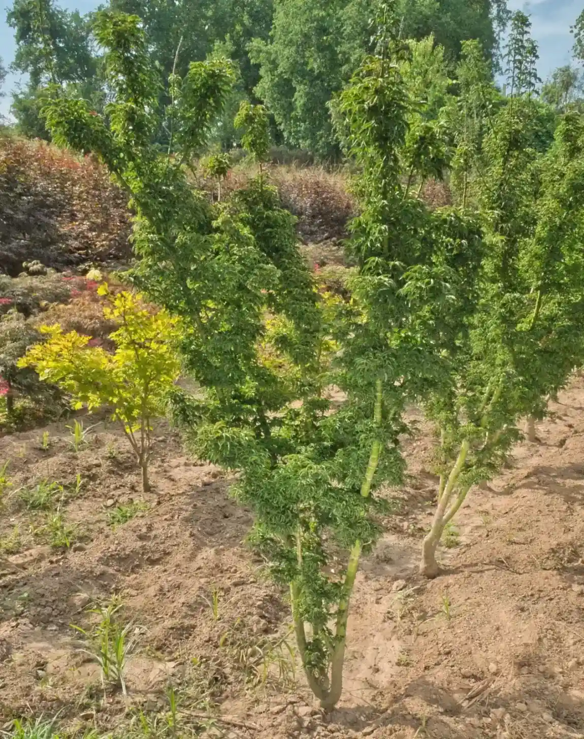 Acer palmatum Shishigashira multitronco