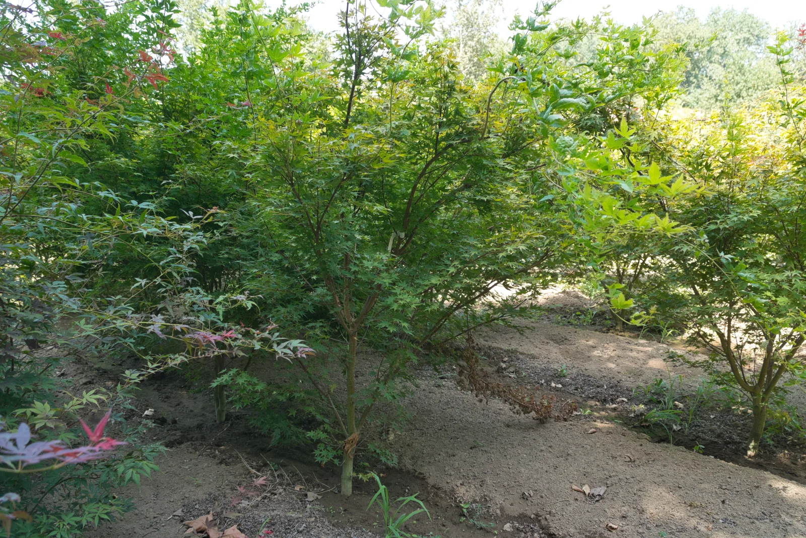 Acer palmatum
