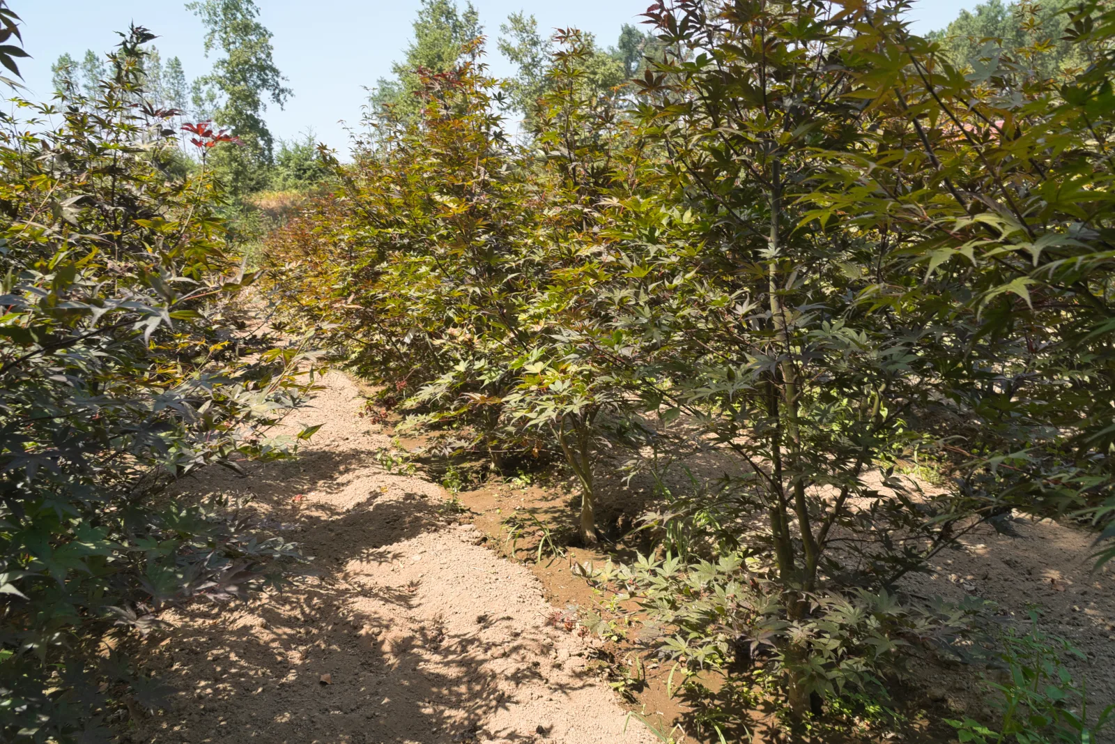 Acer palmatum — detalhe da folhagem