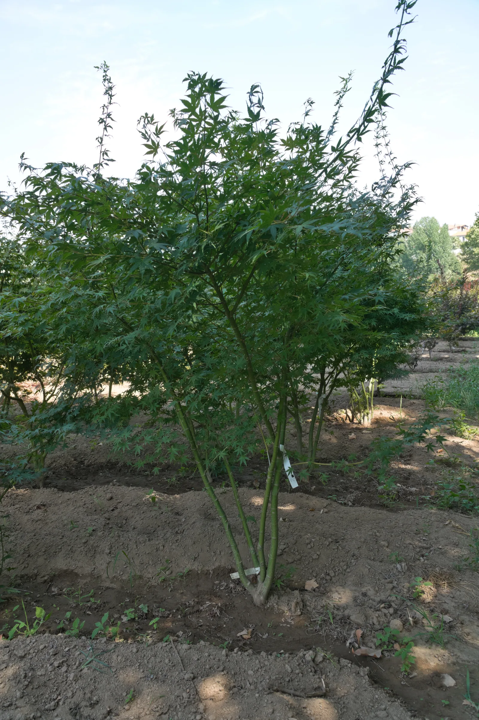 Acer palmatum em outono