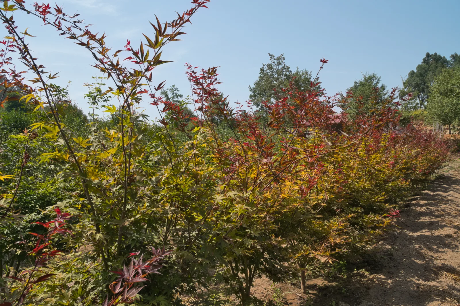 Acer palmatum