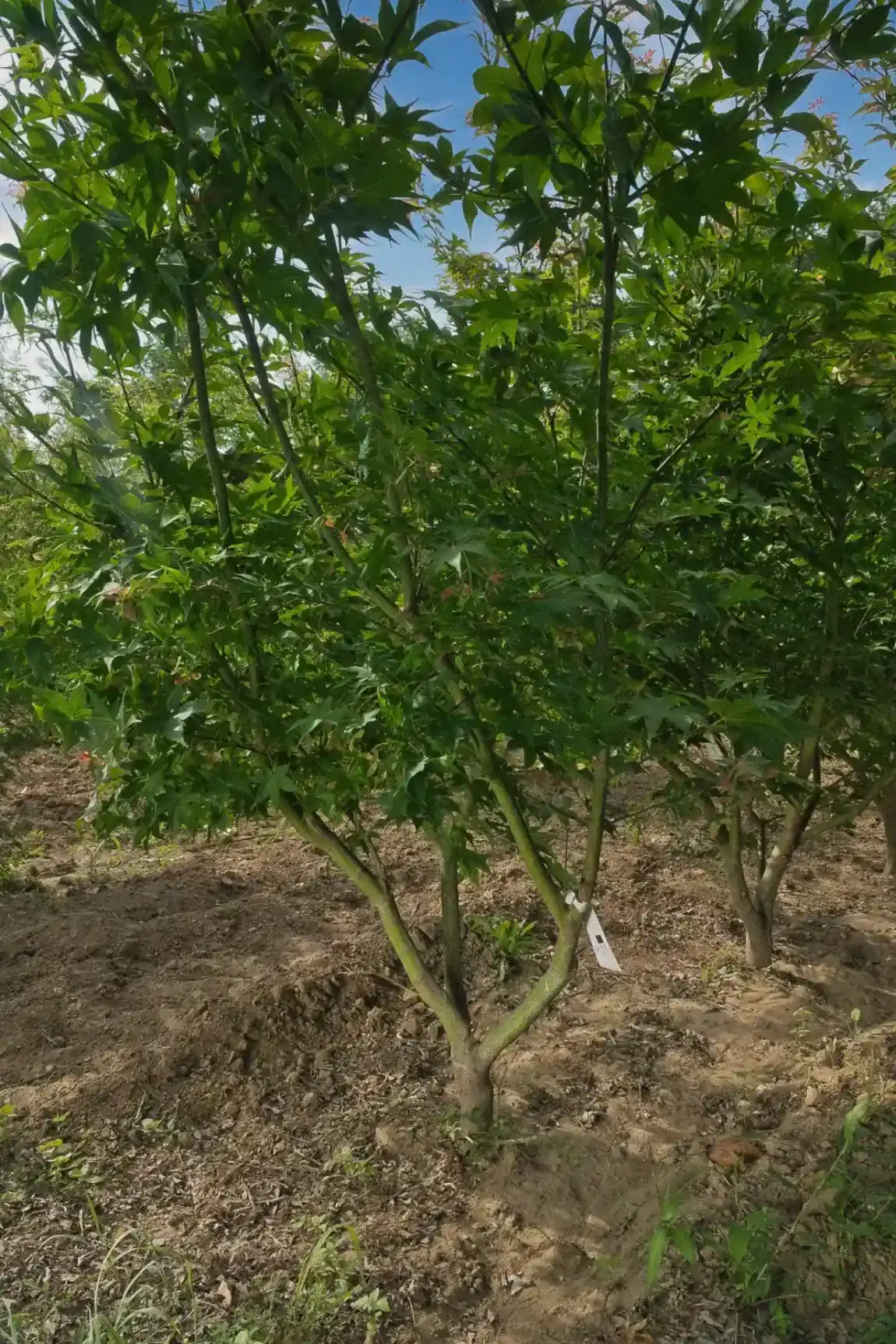 Acer palmatum multitronco em jardim residencial