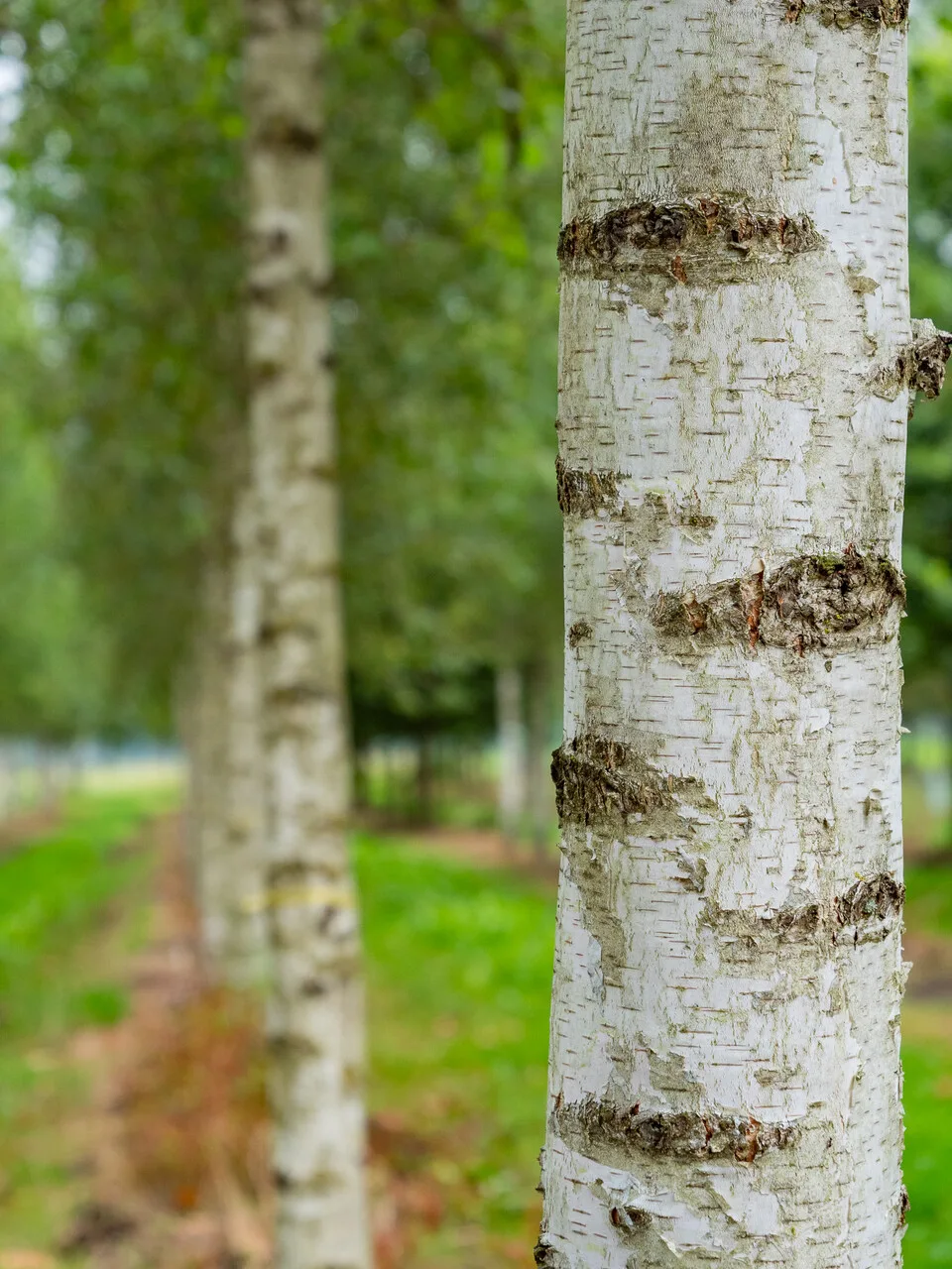 Betula pendula multitronco — casca branca prateada