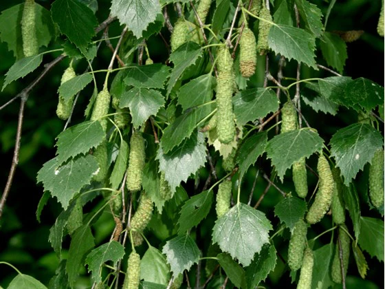 Betula pendula — detalhe da copa pendente