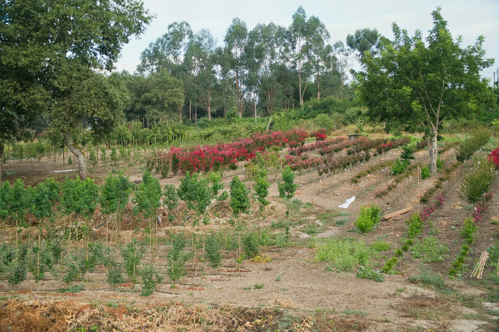 Lagerstroemia indica multitronco — floração de verão