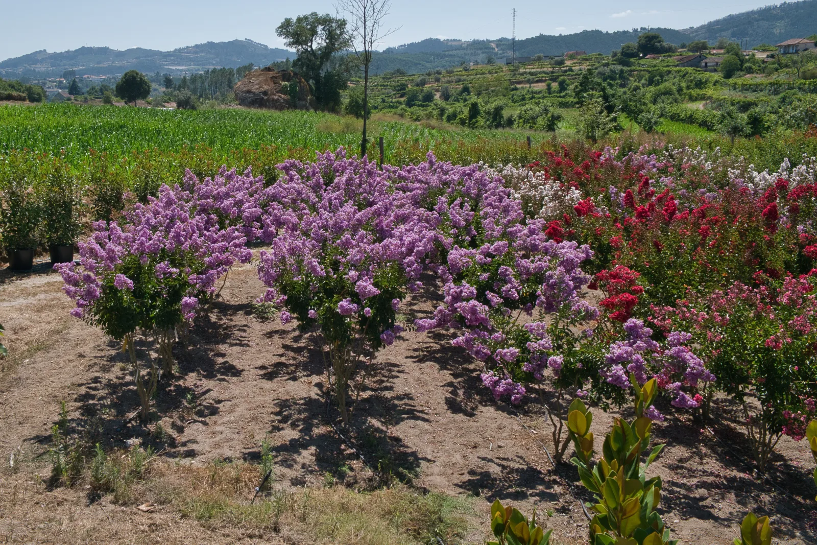 Lagerstroemia indica — detalhe da floração