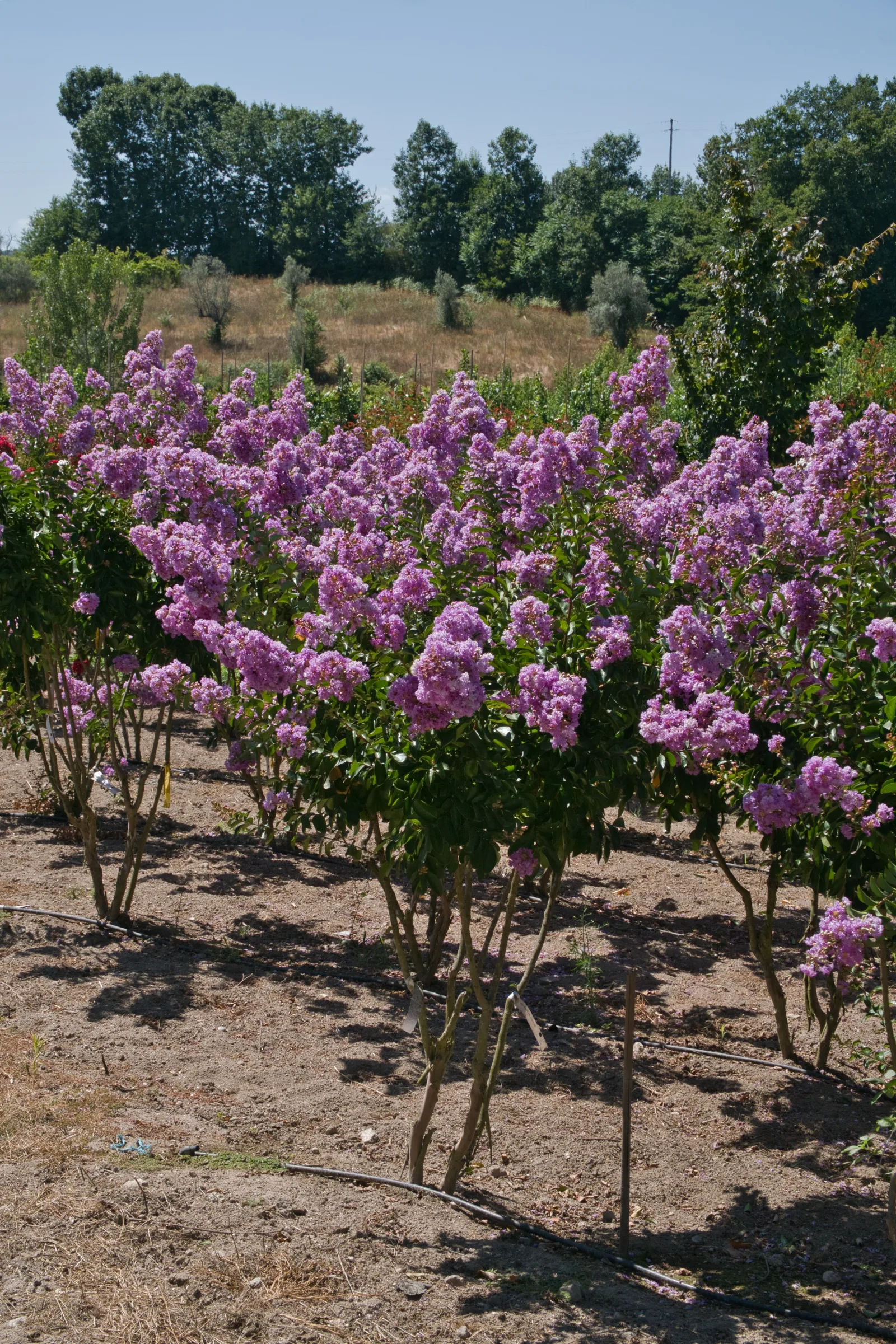 Lagerstroemia indica — casca decorativa