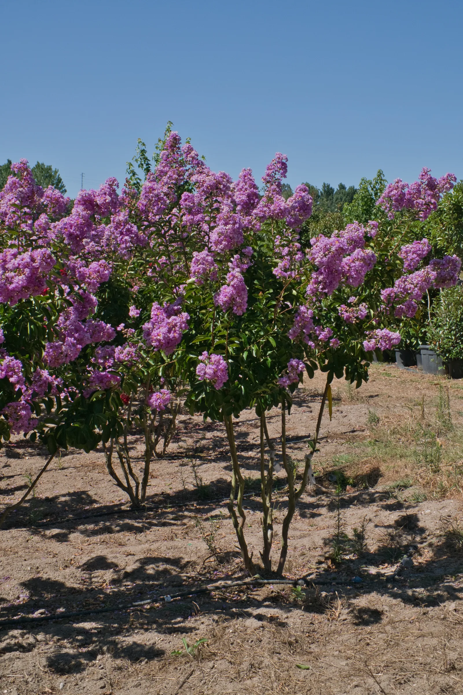 Lagerstroemia indica — porte em jardim