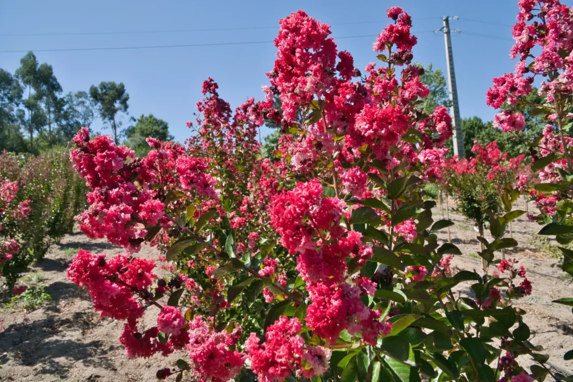 Lagerstroemia indica, floração vermelha em viveiro