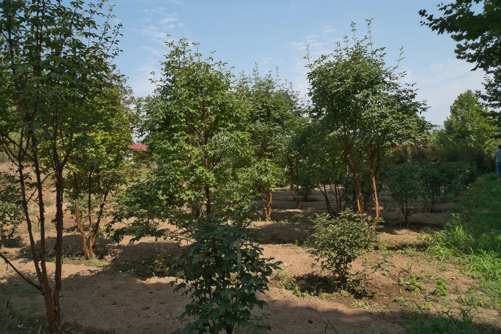 Liquidambar styraciflua multitronco