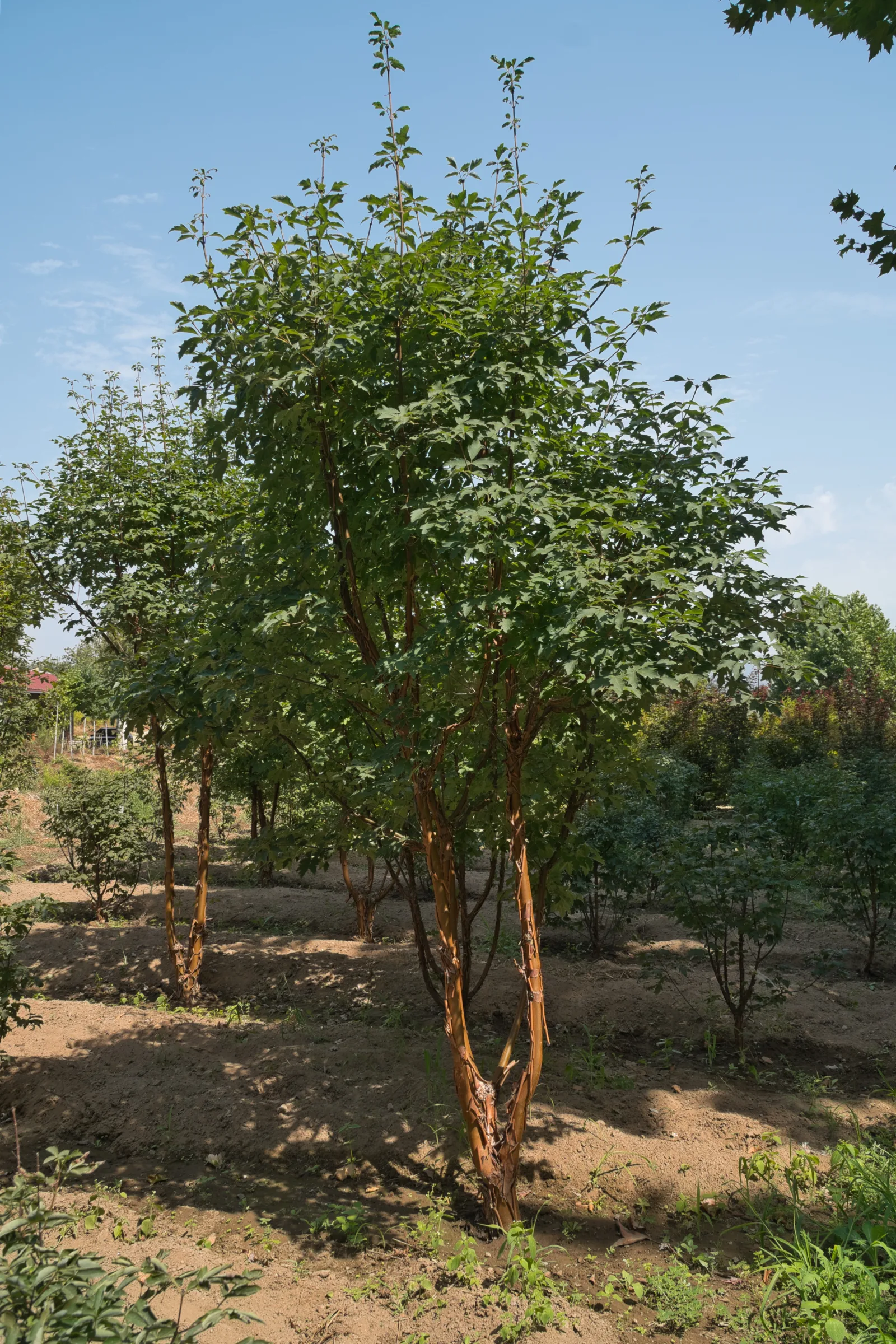 Liquidambar styraciflua — detalhe