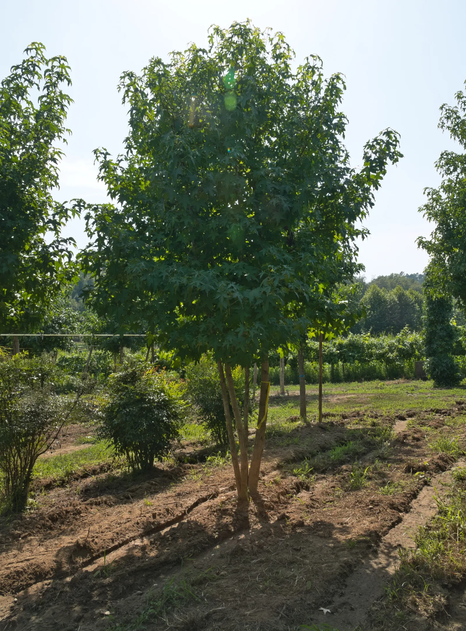 Liquidambar styraciflua — cor outonal