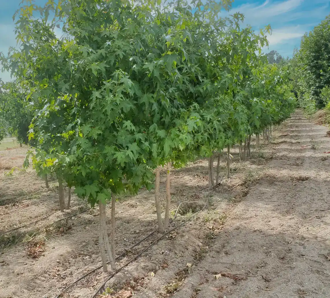 Liquidambar styraciflua, fileira de viveiro em perspetiva