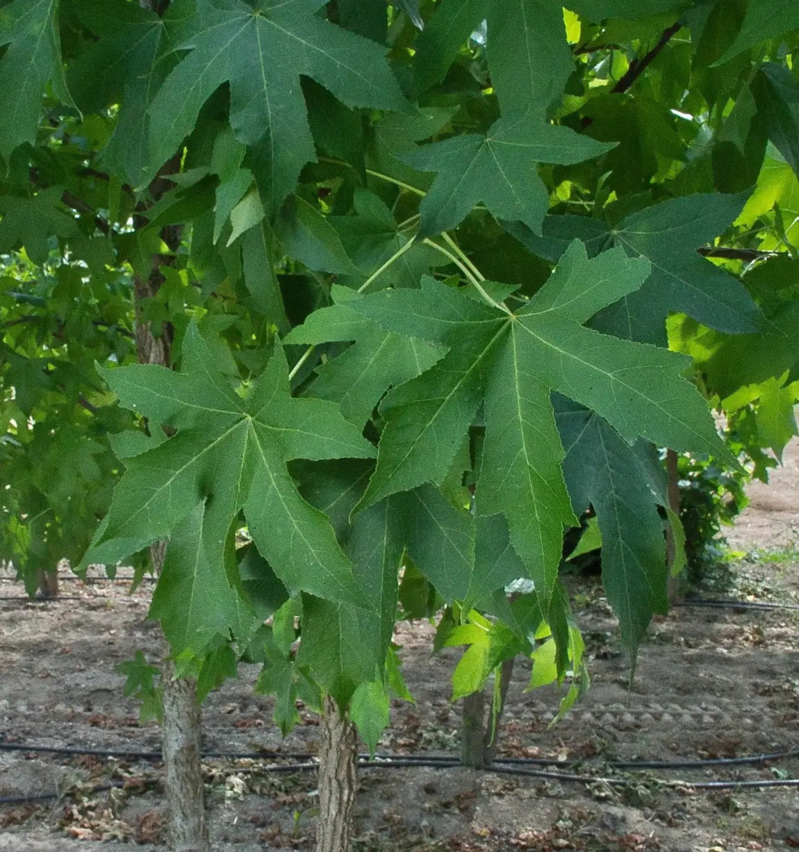 Liquidambar styraciflua, detalhe da folhagem