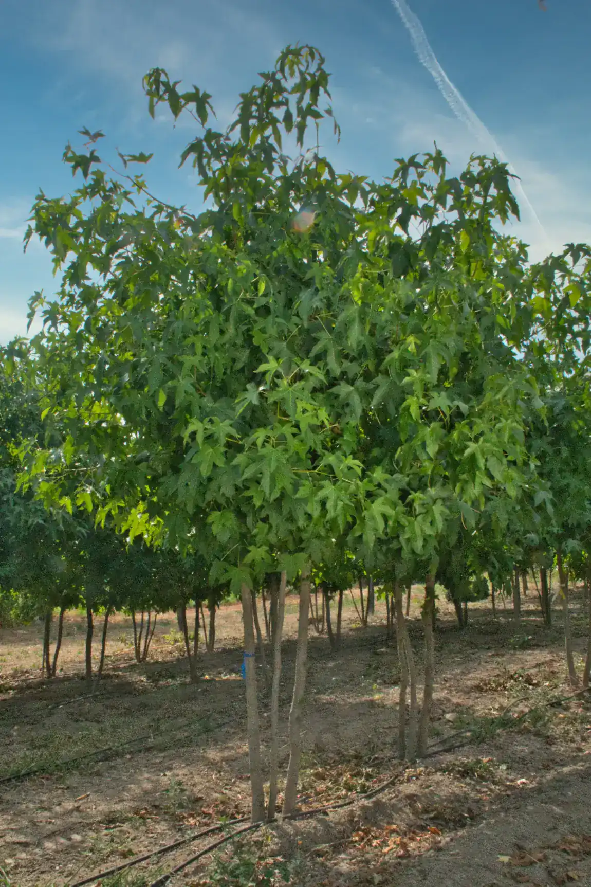Liquidambar styraciflua, copa arredondada em viveiro