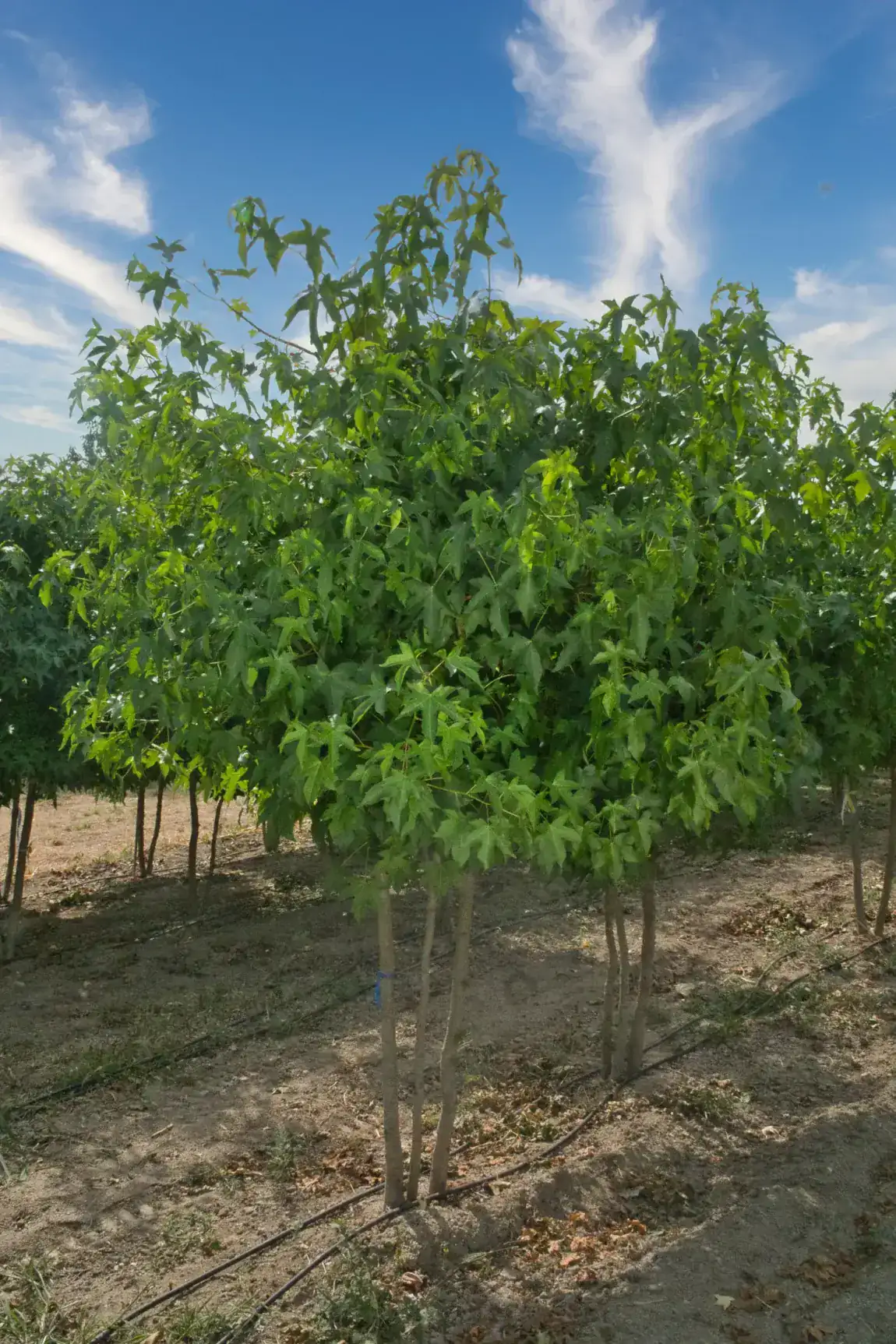 Liquidambar styraciflua, base multitronco em viveiro