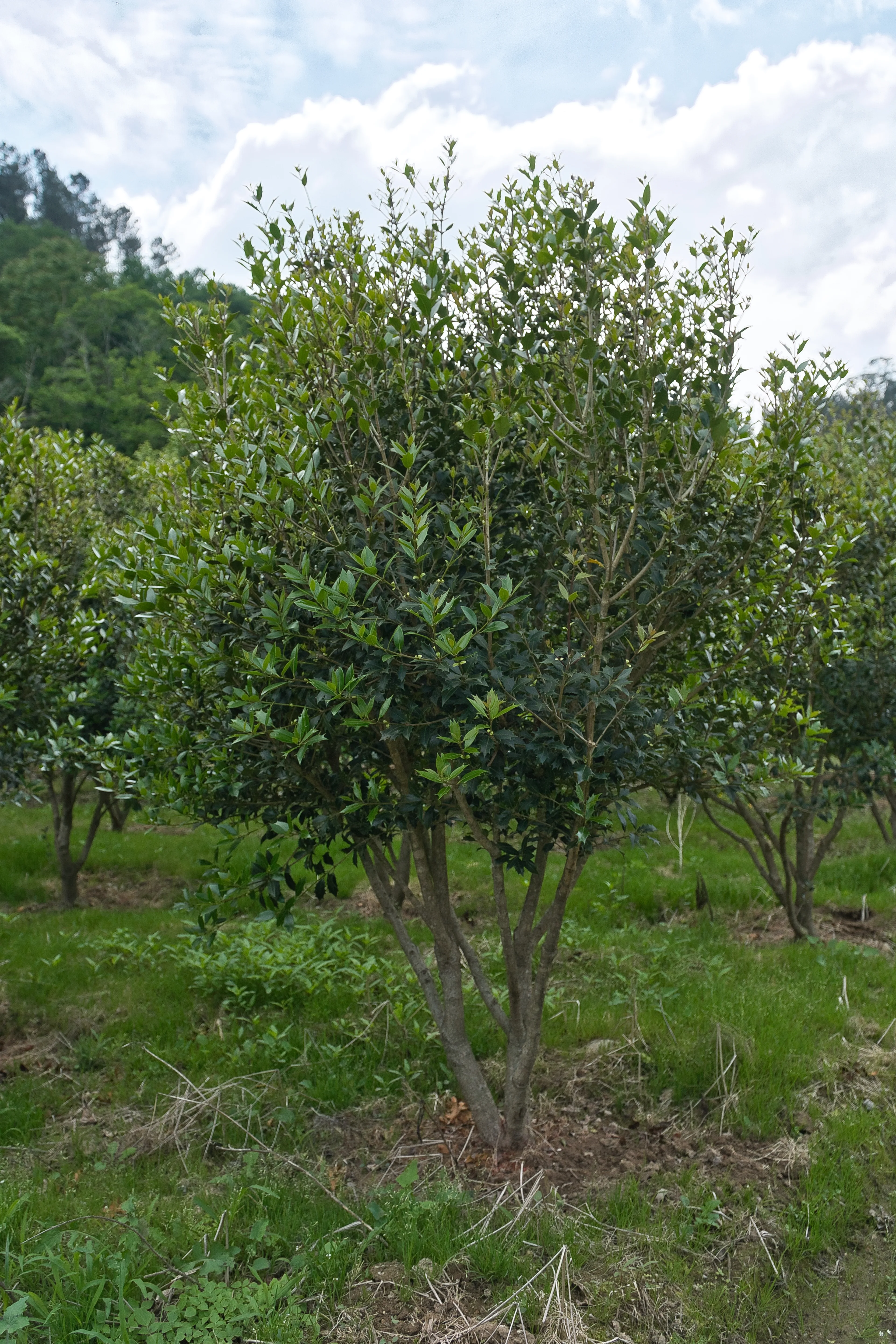 Osmanthus heterophyllus