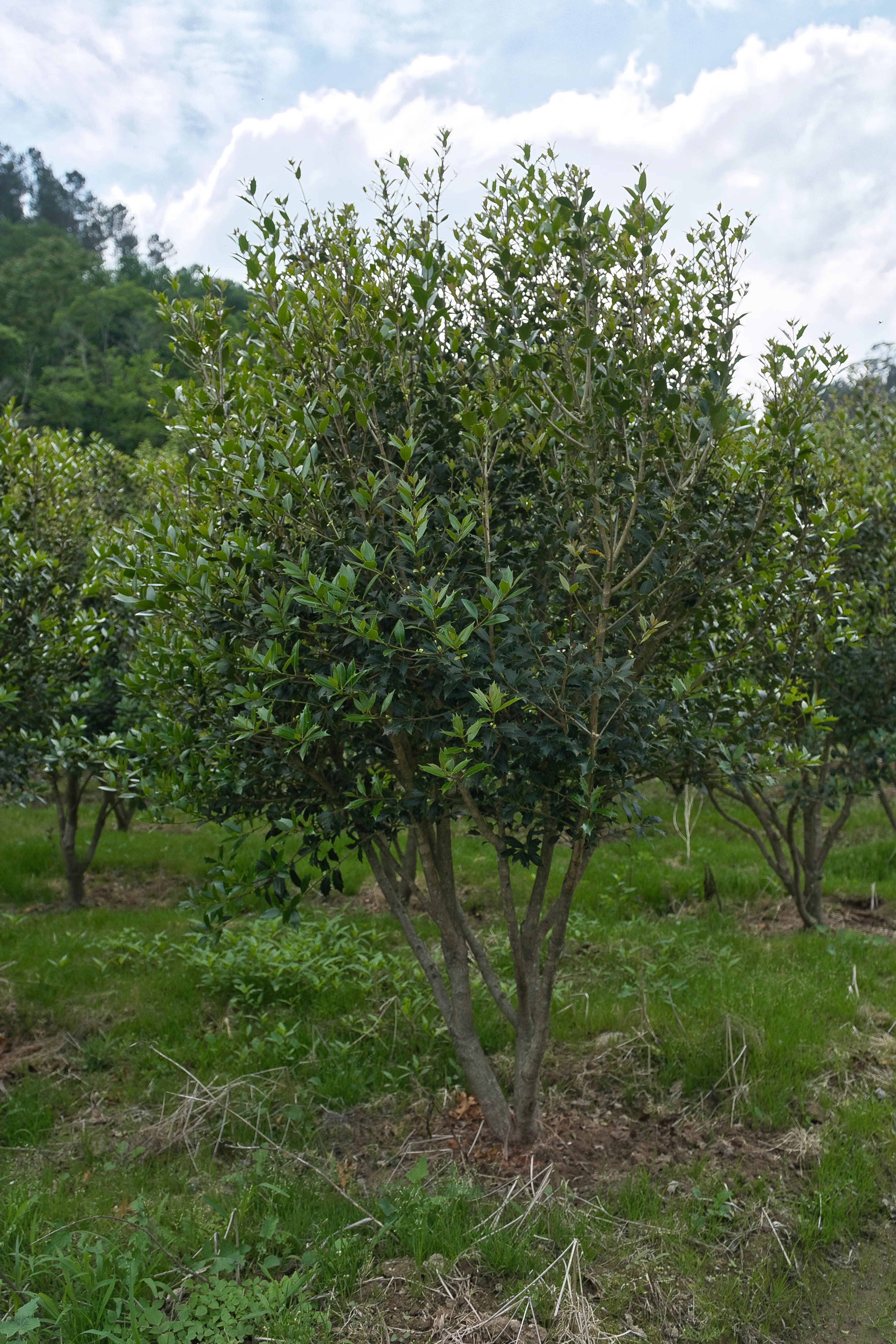 Osmanthus heterophyllus — detalhe da folhagem