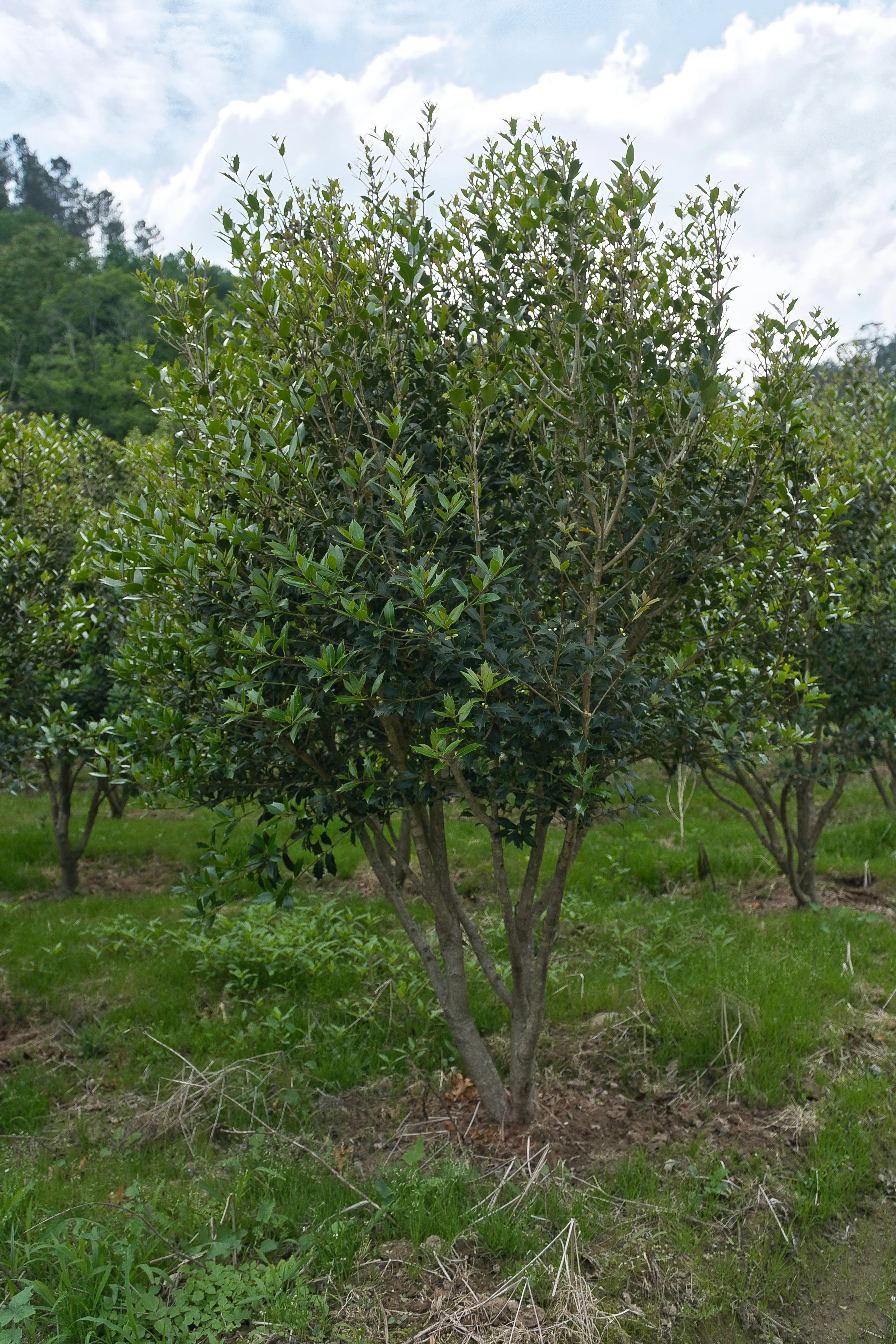 Osmanthus heterophyllus — floração perfumada
