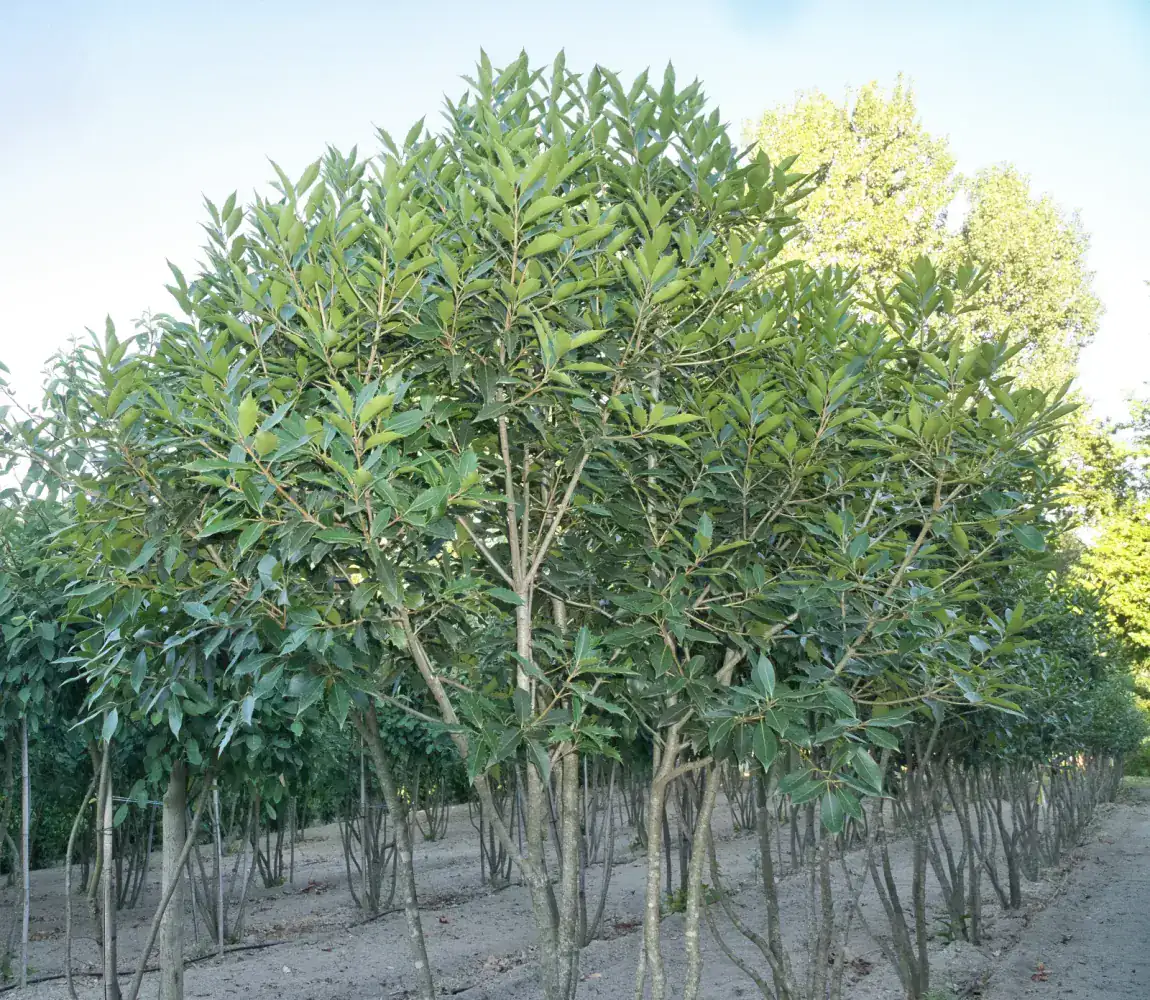 Osmanthus heterophyllus, copa em jardim