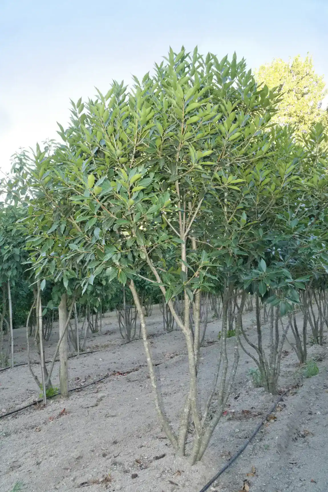 Osmanthus heterophyllus