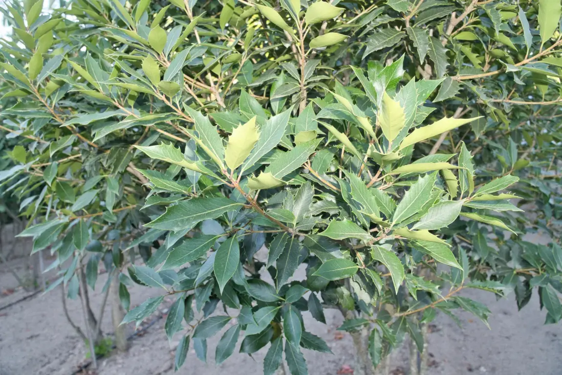 Osmanthus heterophyllus, tronco e casca