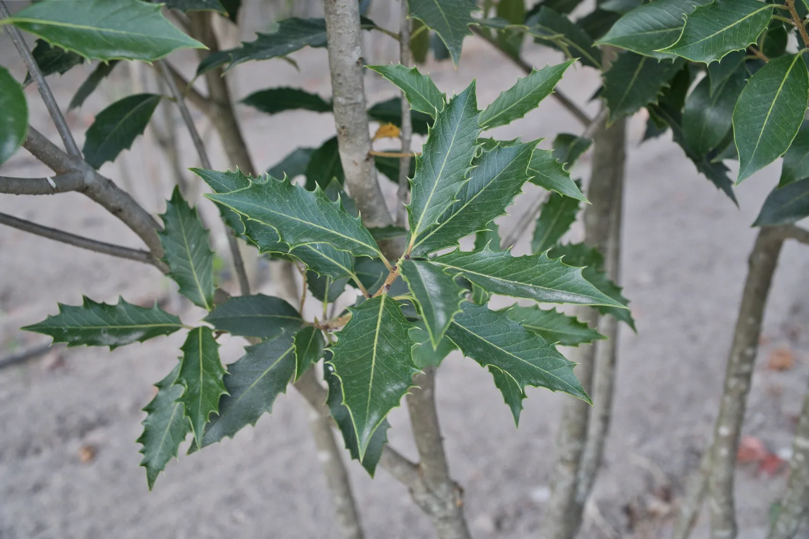Osmanthus heterophyllus, exemplar em viveiro