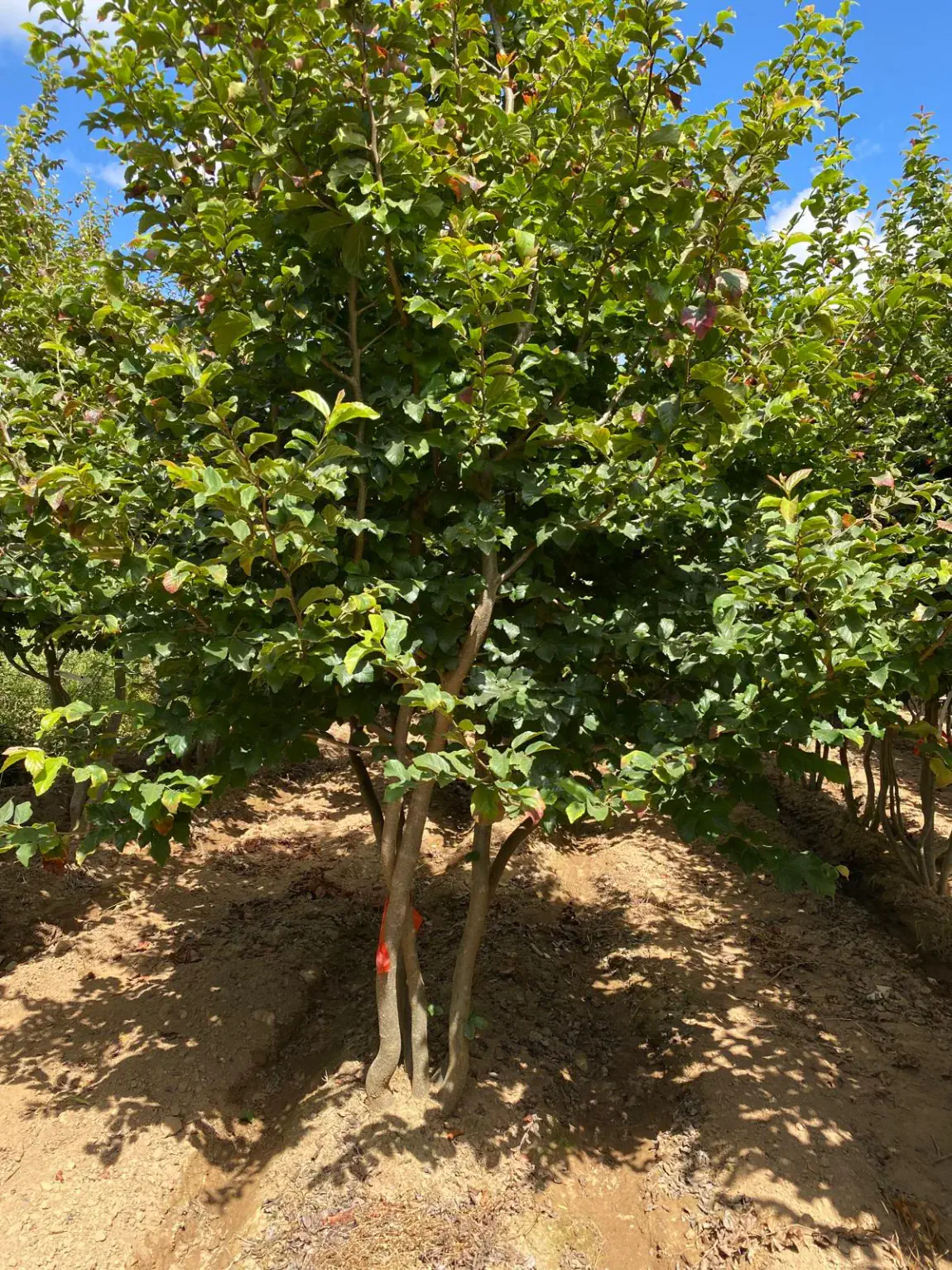 Mehrstämmige Parrotia persica, Baumschulexemplar mit gut definierter mehrstämmiger Basis