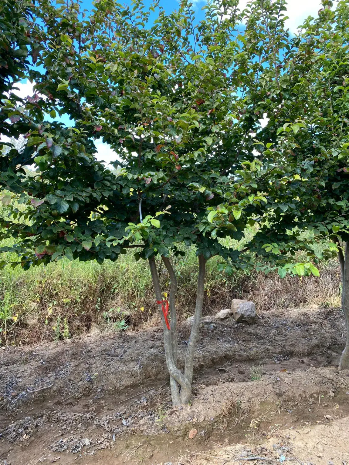 Parrotia persica, Baumschulexemplar mit dichter Krone