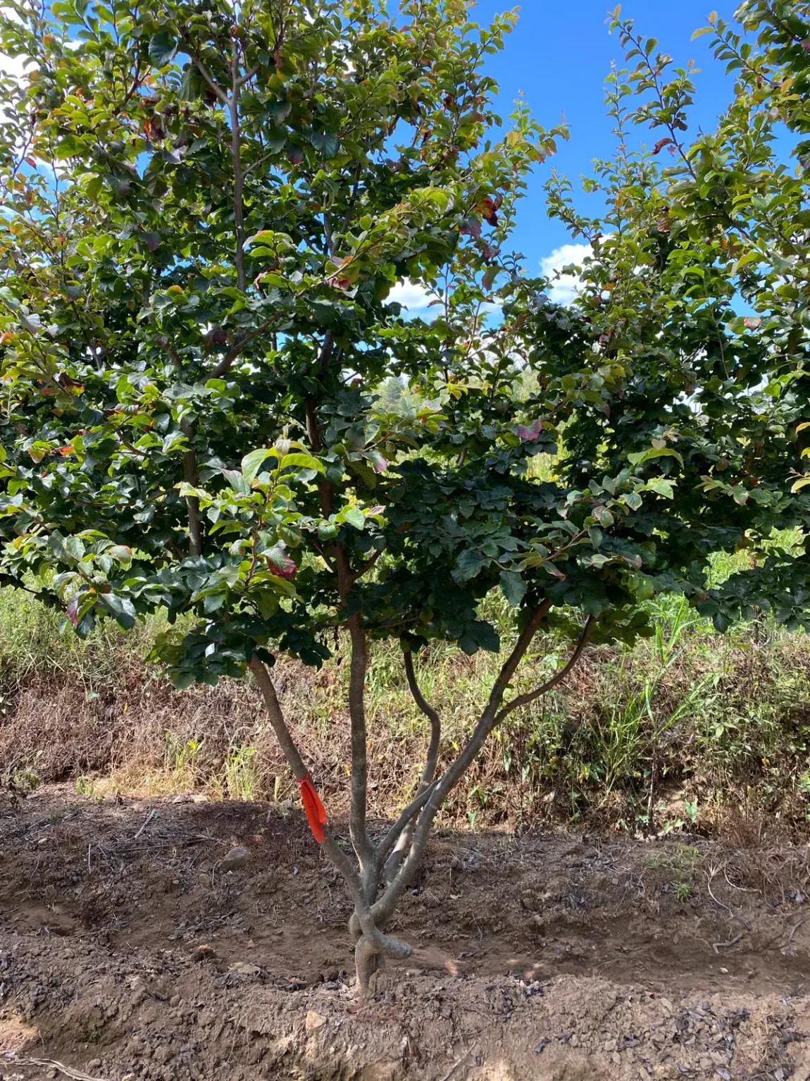 Parrotia persica, mehrstämmiges Exemplar mit offenem Wuchs