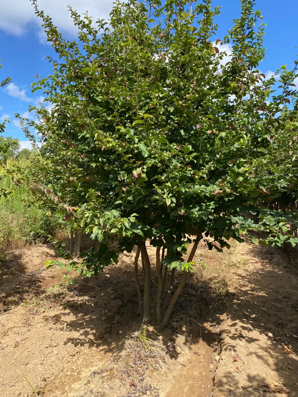 Parrotia persica, runde Krone in der Baumschule