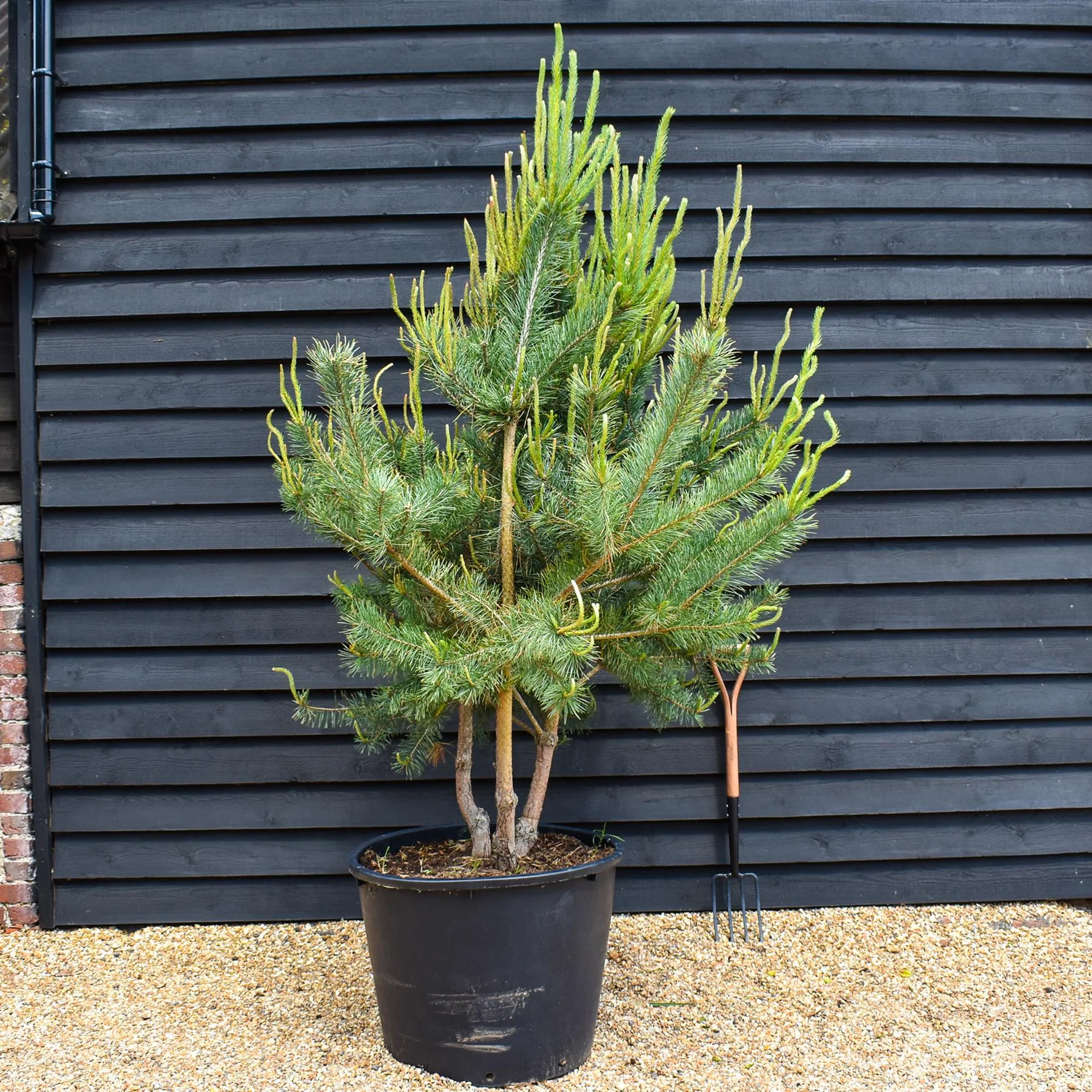 Pinus sylvestris