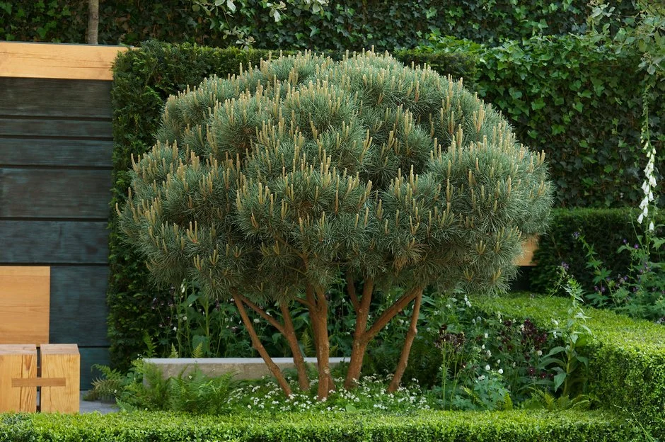 Pinus sylvestris — detalhe da copa