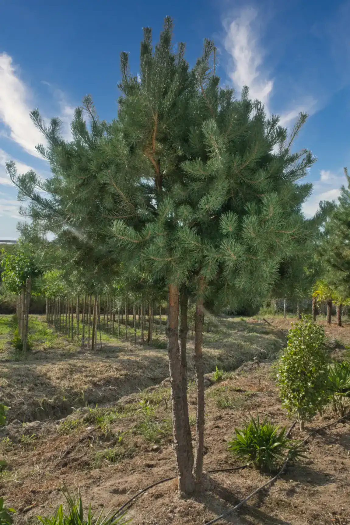 Pinus sylvestris multitronco, exemplar em fileira de viveiro